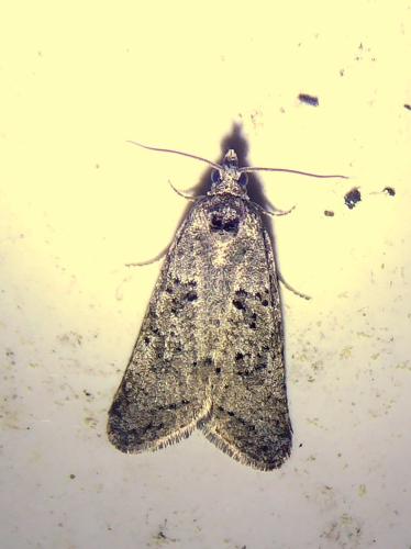 Réf. 303 697 : Cnephasia sp.